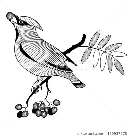 bird, vector, branch 120937378