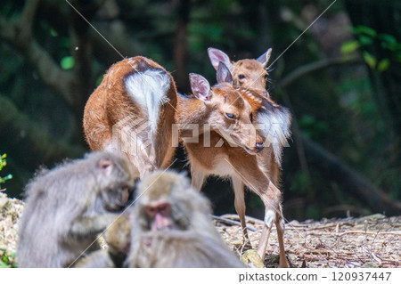 Yakushima Deer Threatening World Natural Heritage Site (Summer) Yakushima Deer Threatening World Natural Heritage Site (Summer) 120937447