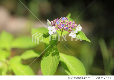 Refreshing Hydrangea flowers Refreshing Hydrangea flowers 120937455