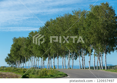 [Autumn scenery of the row of white birch trees near the Seven Star Tree] 120937497