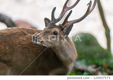 Male Yakushima deer, alert, World Natural Heritage Site (Summer) 120937573