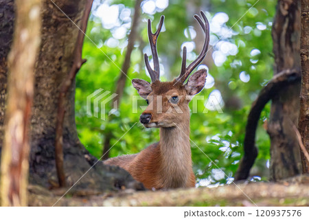 一隻雄性屋久島鹿在世界自然遺產屋久島休息(夏季) 一隻雄性屋久島鹿在世界自然遺產屋久島休息(夏季) 120937576