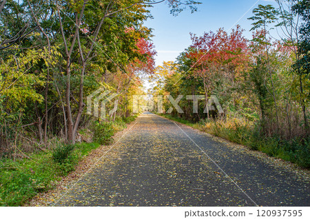 Fallen leaves scattered on the Yodogawa Cycling Road in Hirakata, Osaka Prefecture 120937595