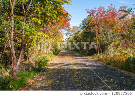 Fallen leaves scattered on the Yodogawa Cycling Road in Hirakata, Osaka Prefecture 120937596