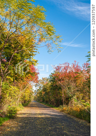 Fallen leaves scattered on the Yodogawa Cycling Road in Hirakata, Osaka Prefecture 120937597