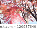 Autumn Festival 120937640