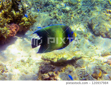 Southern angelfish on the coral reef Southern angelfish on the coral reef 120937984