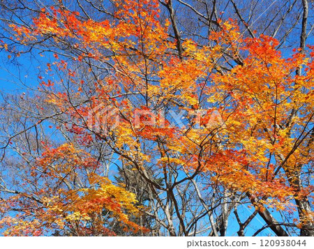 藍天和山秋葉 藍天和山秋葉 120938044