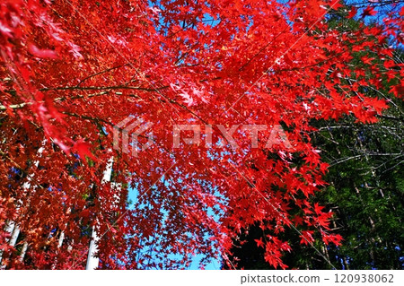 Kawachi Valley: A field of bright red autumn leaves Kawachi Valley: A field of bright red autumn leaves 120938062