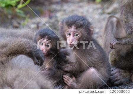 Yakuza monkey baby on alert World Natural Heritage site Yakushima (Summer) Yakuza monkey baby on alert World Natural Heritage site Yakushima (Summer) 120938063