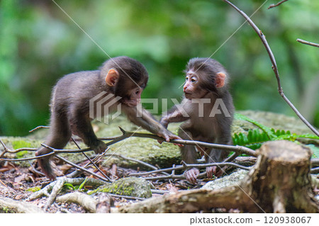 世界遺產屋久島上玩耍的黑幫猴童（夏季） 120938067