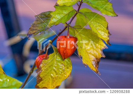 美麗的彩色酸漿沾著晨露 120938288