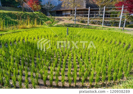 A view of the traditional rice fields in Kayabuki Village A view of the traditional rice fields in Kayabuki Village 120938289
