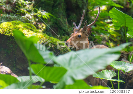 Yakushima Deer Relaxing World Natural Heritage Site (Summer) 120938357