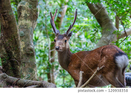 Male Yakushima deer, alert, World Natural Heritage Site (Summer) 120938358