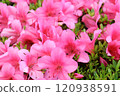 Azalea flowers are blooming densely 120938591