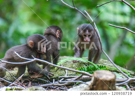 世界遺產屋久島上玩耍的黑幫猴童（夏季） 120938719