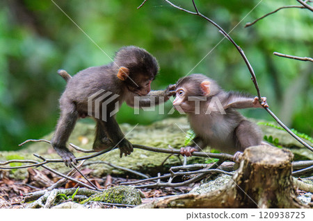世界遺產屋久島上玩耍的黑幫猴童（夏季） 120938725