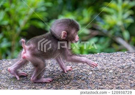 Yakuza monkey children playing on Yakushima Island, a World Heritage Site (Summer) 120938729
