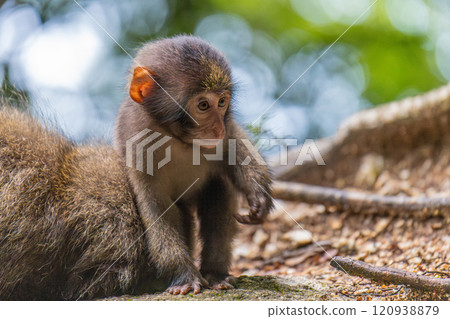 Yakuza monkey baby relaxing on Yakushima Island, a World Natural Heritage Site (Summer) 120938879