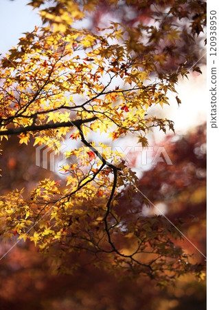 楓葉離開了紅葉 楓葉離開了紅葉 120938950
