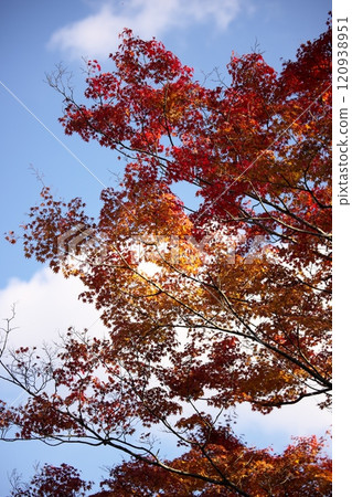 Autumn leaves shining in the blue sky 120938951