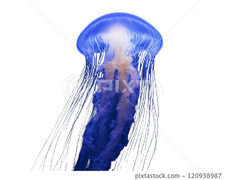 Ctenophora glowing in the deep sea Ctenophora glowing in the deep sea 120938987