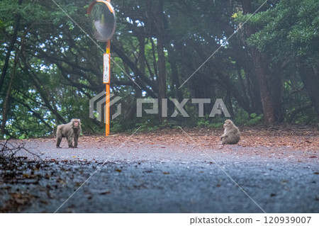 一群黑幫猴子在世界自然遺產屋久島休息(夏季) 一群黑幫猴子在世界自然遺產屋久島休息(夏季) 120939007
