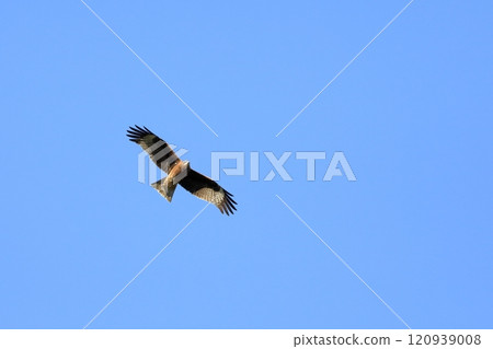 鷹在天空中飛翔 鷹在天空中飛翔 120939008