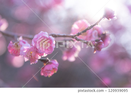 梅花在清晨的陽光下閃閃發光 120939095