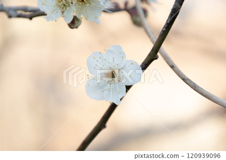 Pretty white plum blossoms bathed in the morning sun Pretty white plum blossoms bathed in the morning sun 120939096