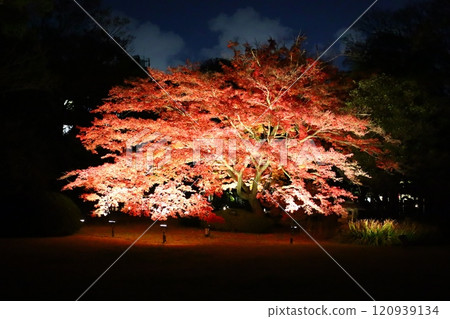 大片楓葉變成鮮紅色（六義園） 120939134