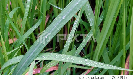 雨後的水滴 雨後的水滴 120939153