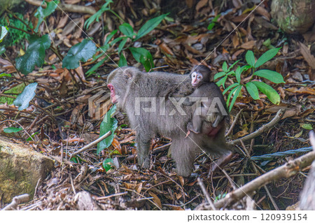 Yakuzaru親子遷徙 世界自然遺產屋久島(夏季) Yakuzaru親子遷徙 世界自然遺產屋久島(夏季) 120939154
