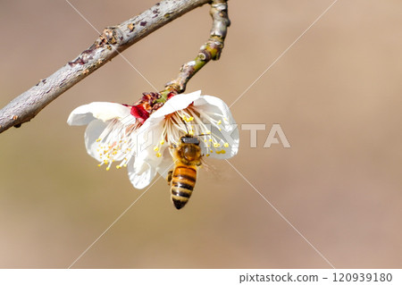 Plum blossoms and bees Plum blossoms and bees 120939180