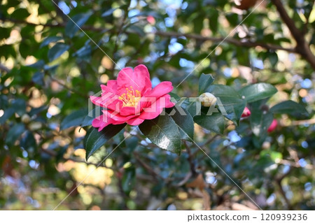 Camellia Camellia 120939236