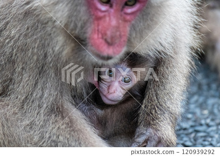 Yakushima World Natural Heritage Monkeys (June) Breastfeeding mother and child Yakuza monkeys 120939292
