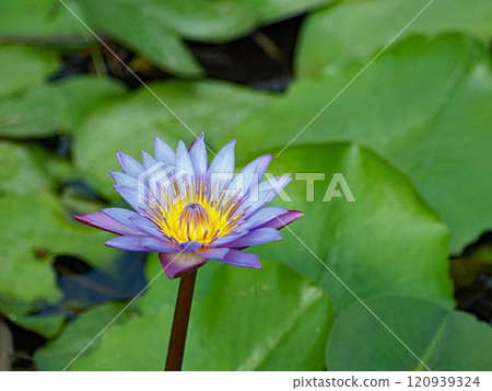 藍色睡蓮是最美麗的睡蓮之一,分佈在埃及、泰國、斯里蘭卡和孟加拉等國家。 藍色睡蓮是最美麗的睡蓮之一,分佈在埃及、泰國、斯里蘭卡和孟加拉等國家。 120939324