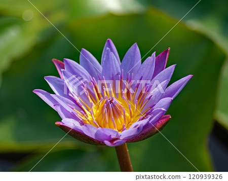 The most beautiful blue water lily is found in countries such as Egypt, Thailand, Sri Lanka, and Bangladesh. The most beautiful blue water lily is found in countries such as Egypt, Thailand, Sri Lanka, and Bangladesh. 120939326