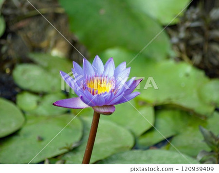 The lily of the valley, known in Japan as the water lily, has been believed to be a sacred flower in ancient Egypt. The lily of the valley, known in Japan as the water lily, has been believed to be a sacred flower in ancient Egypt. 120939409