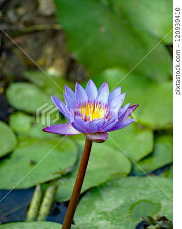 The lily of the valley, known in Japan as the water lily, has been believed to be a sacred flower in ancient Egypt. The lily of the valley, known in Japan as the water lily, has been believed to be a sacred flower in ancient Egypt. 120939410