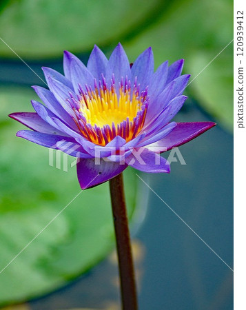 The lily of the valley, known in Japan as the water lily, has been believed to be a sacred flower in ancient Egypt. 120939412