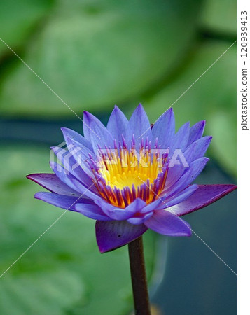 The lily of the valley, known in Japan as the water lily, has been believed to be a sacred flower in ancient Egypt. The lily of the valley, known in Japan as the water lily, has been believed to be a sacred flower in ancient Egypt. 120939413