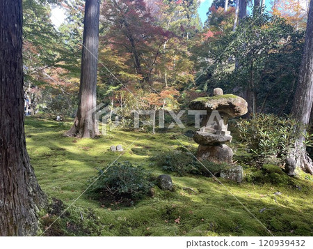 Stone lantern basket with moss 120939432