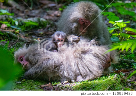 Group of Yakuza monkeys grooming themselves at Yakushima World Heritage Site (Summer) 120939483