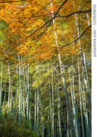 Bamboo groves and autumn leaves 120939650