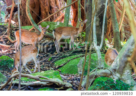 Yakushima World Heritage Site (Summer) - Yakushima Deer Herd on Guard 120939810