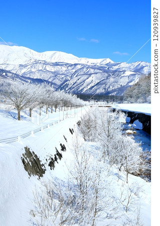 櫻花樹和白馬三山的白霜 120939827