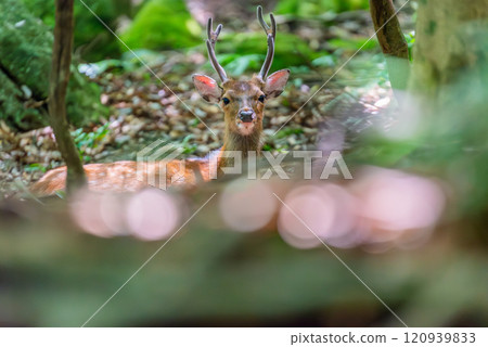 Male Yakushima deer, alert, World Natural Heritage Site (Summer) 120939833