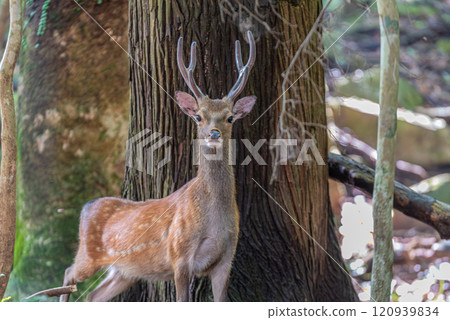 Male Yakushima deer, alert, World Natural Heritage Site (Summer) 120939834